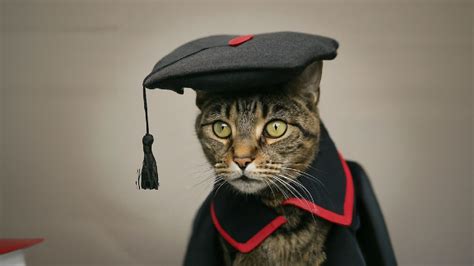 CAT COLLEGE .